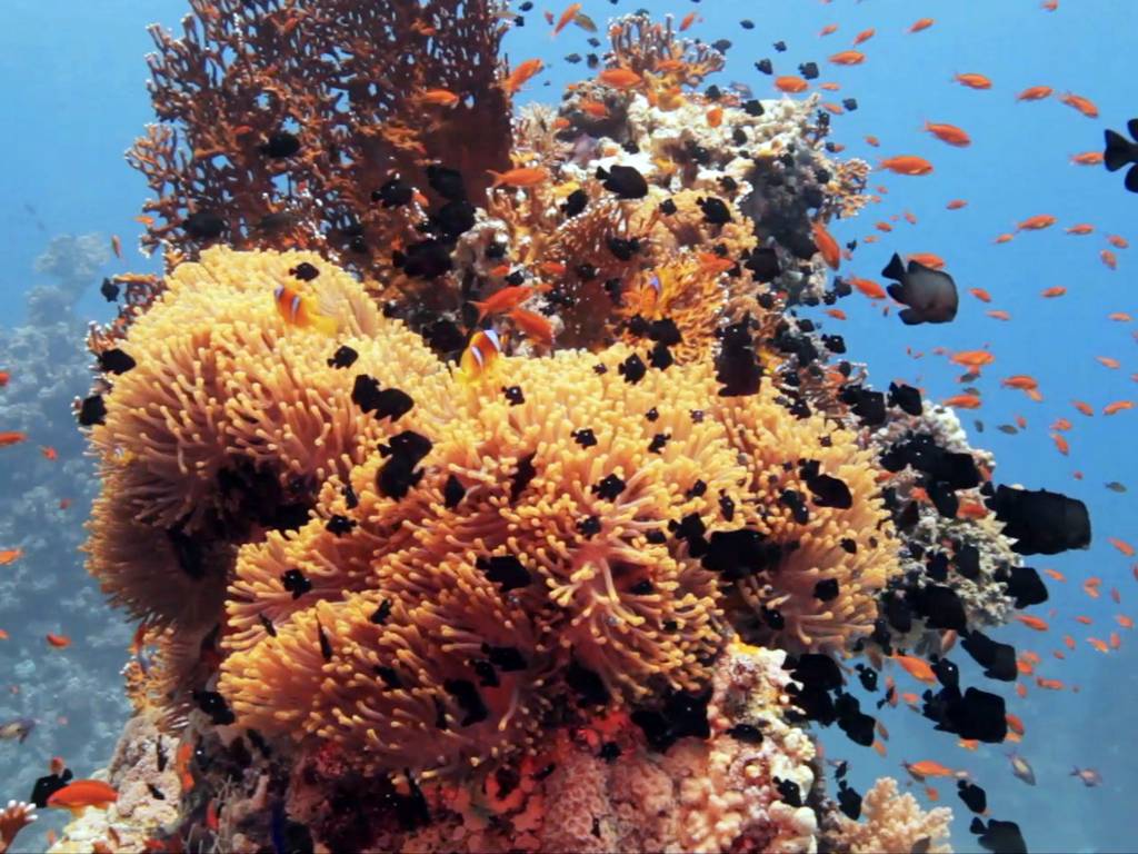 BEACON – Wahid Kep, Volunteer